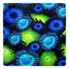 Blue & Green Zoa Garden Metal Magnets