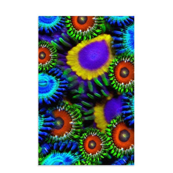 Zoanthid Garden Dish Towels