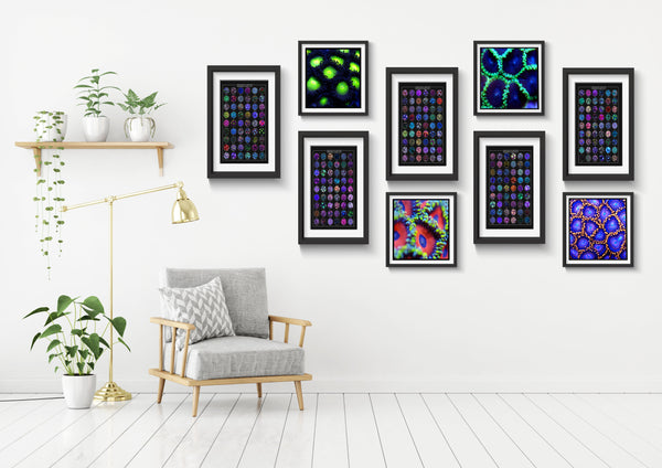 First Run Set of 5 Zoanthids Prints - Cool Reef Inspired Animal Print- Zoanthids by Christina VOL 1-5 - 4x6