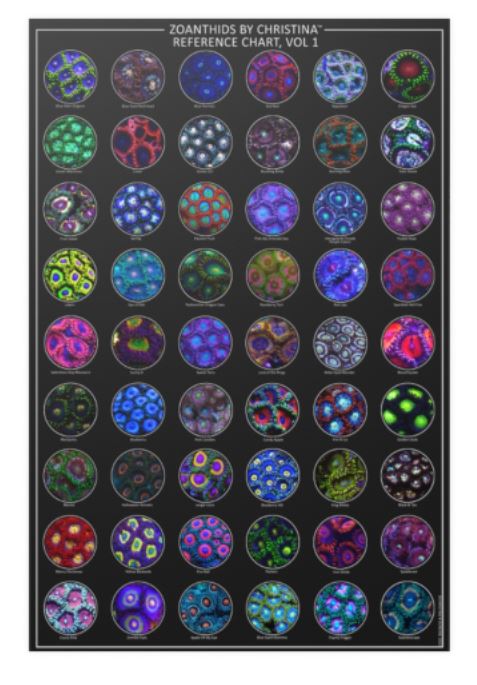 Zoanthids Poster - Cool Reef Inspired Animal Poster - Zoanthids by Christina VOL 1 - 24x36