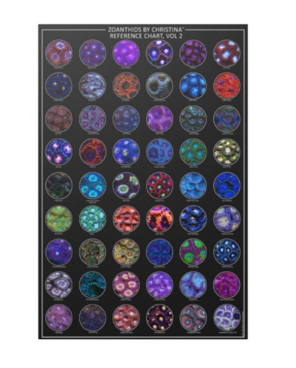 Zoanthids Poster - Cool Reef Inspired Animal Poster - Zoanthids by Christina VOL 2 - 24x36