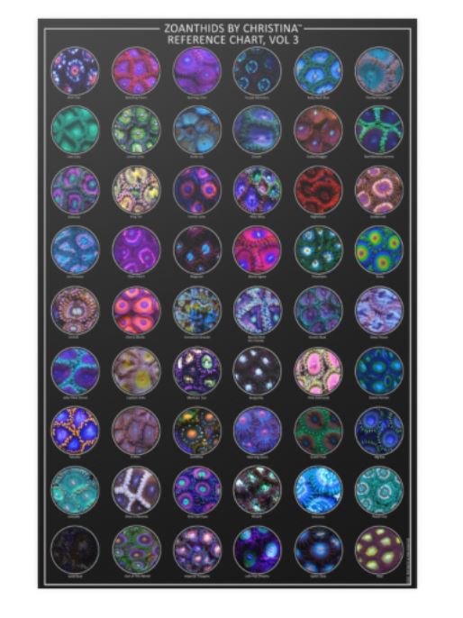 Zoanthids Poster - Cool Reef Inspired Animal Poster - Zoanthids by Christina VOL 3 - 24x36