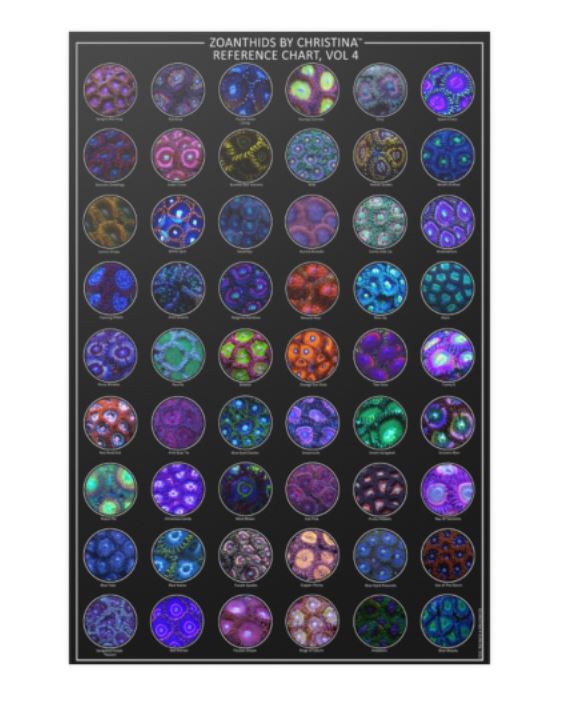 Zoanthids Poster - Cool Reef Inspired Animal Poster - Zoanthids by Christina VOL 4 - 24x36