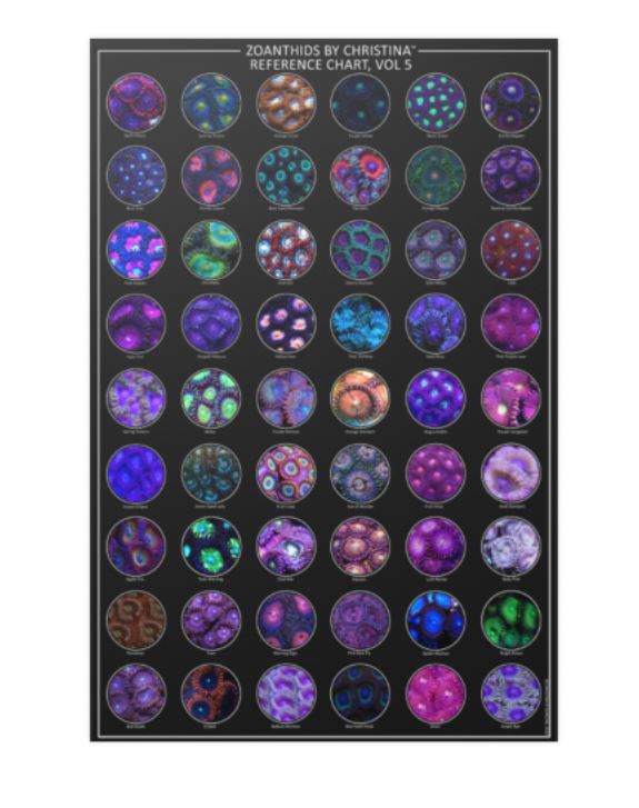 Zoanthids Poster - Cool Reef Inspired Animal Poster - Zoanthids by Christina VOL 5 - 24x36