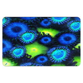 Blue & Green Zoa Garden Pet Placemats