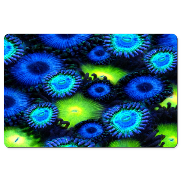 Blue & Green Zoa Garden Desk Mats