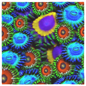 Zoanthid Garden Pet Bandanas